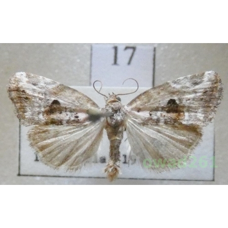 Elaphria venustula (Hübner, 1790) Czech17